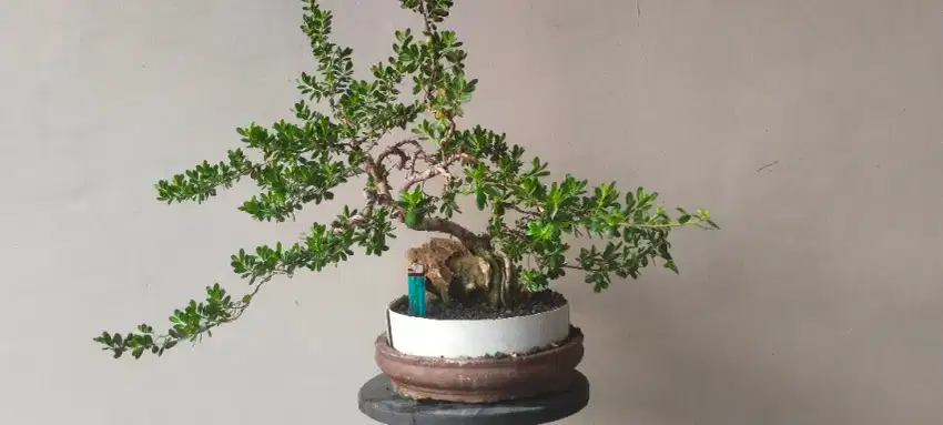 Bonsai santigi mawar bulat