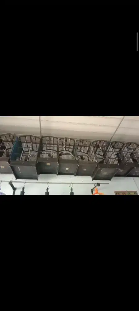 Poho poksay hongkong poksai hongkong