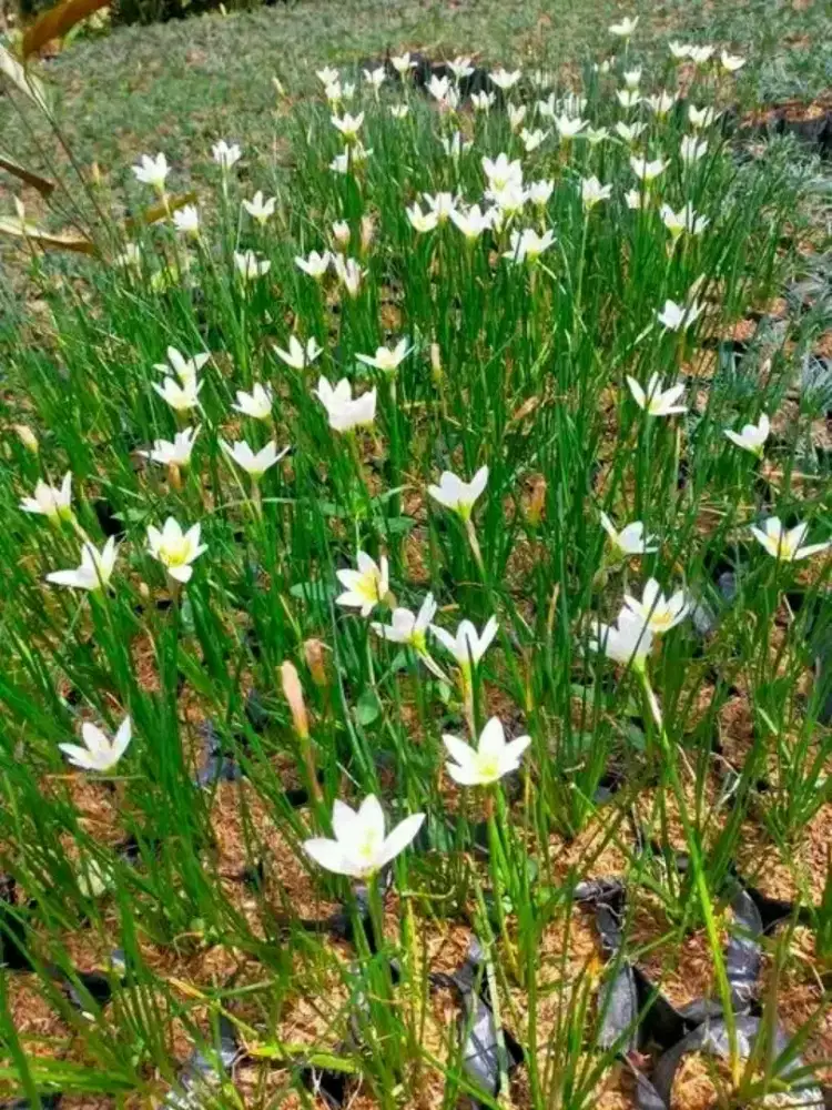 Pohon hias kucai bunga