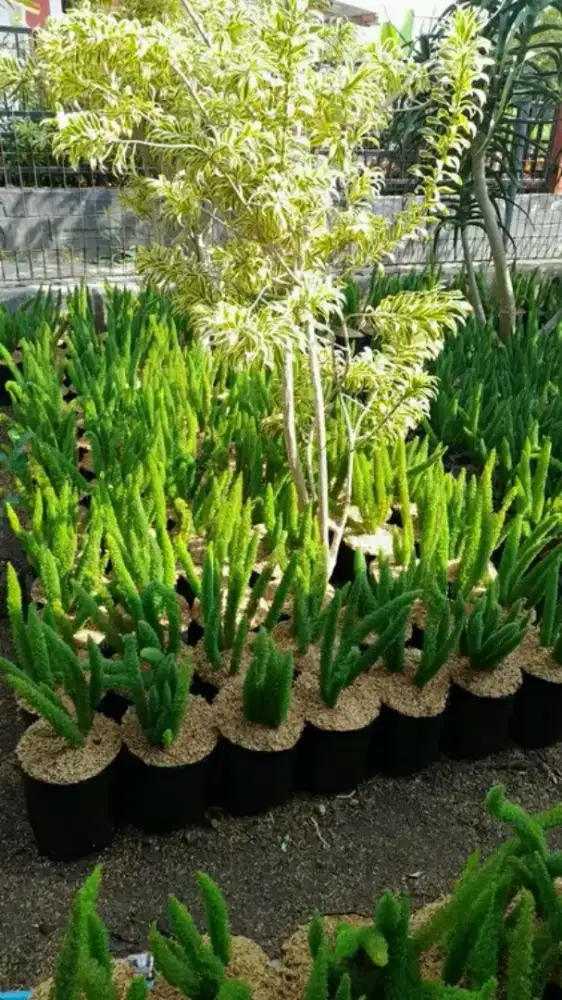 Pohon hias ekor tupai