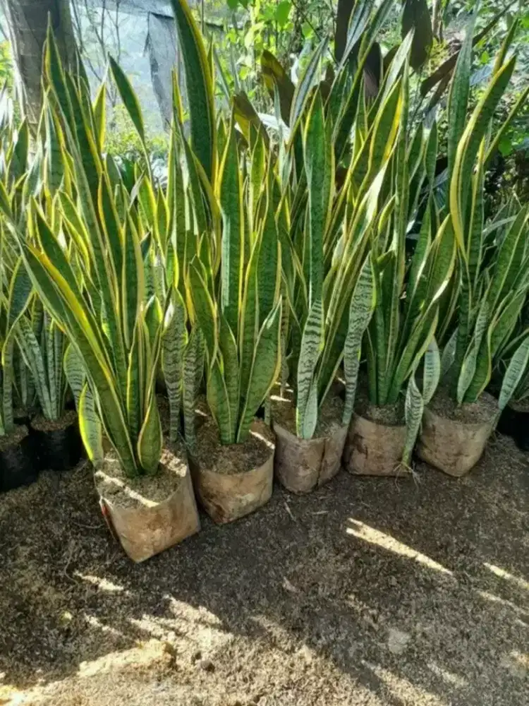 Pohon hias sensivera/lidah mertua
