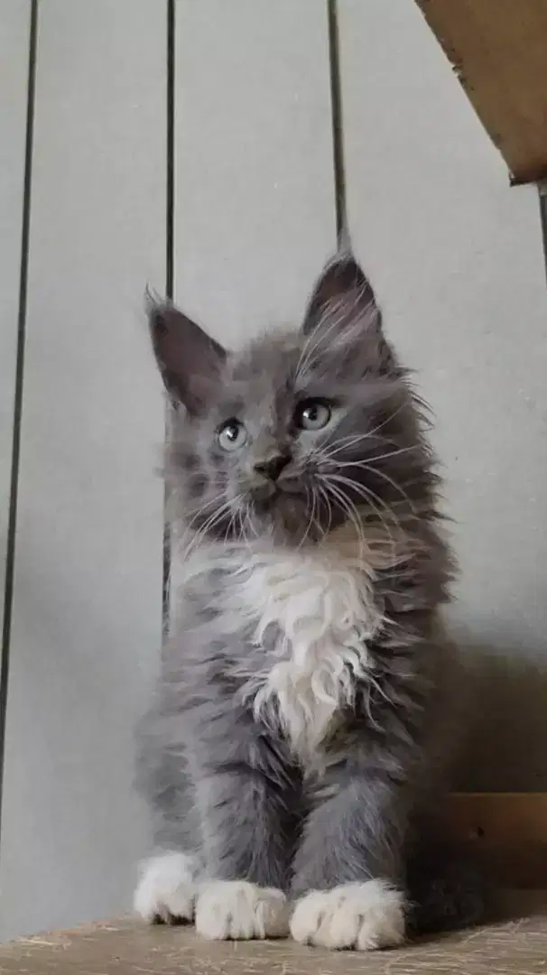 Kucing Mainecoon Menkun Mainkun Kitten