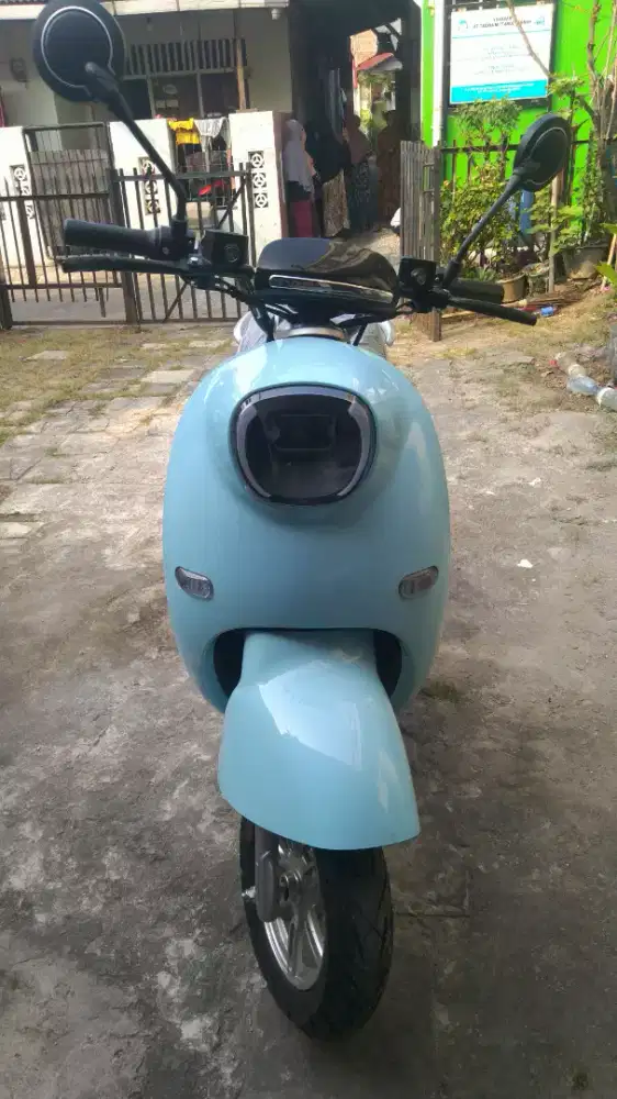 Molis U-Winfly Golden Tutle