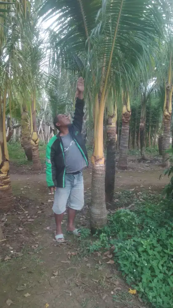 Pohon Kelapa gading kuning tinggi 1 meter batang kering