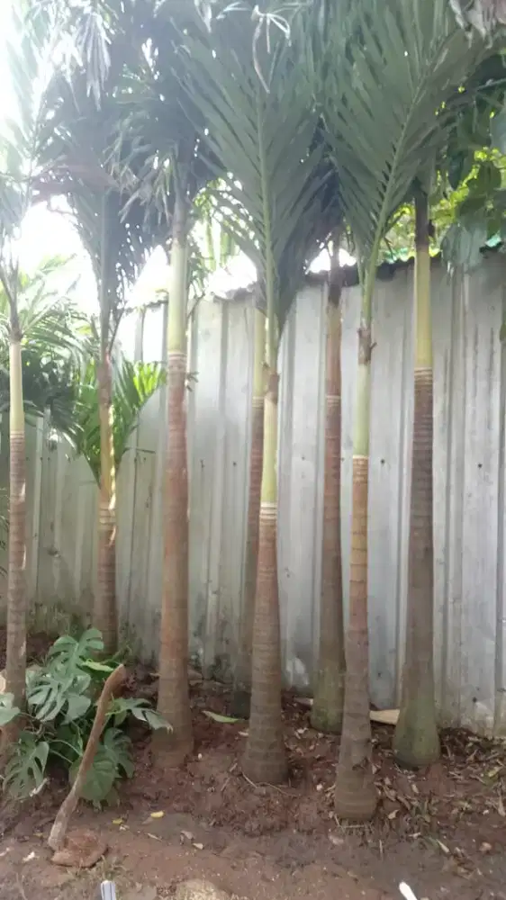 Pohon palem putri tinggi 3 meter