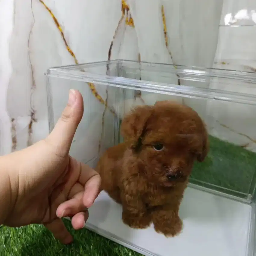 Anjing Toy Poodle Red, Fawn, White, Black, Silver Cakep Murahh