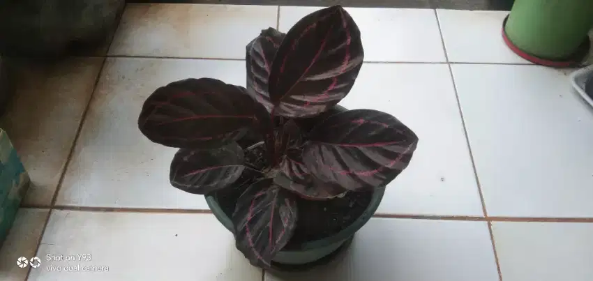 Tanaman Hias Calathea Black Lipstik