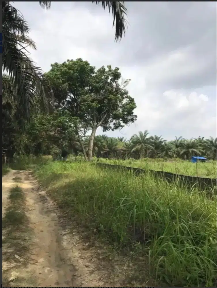 TANAH MURAH RUMBAI - TURUN HARGA