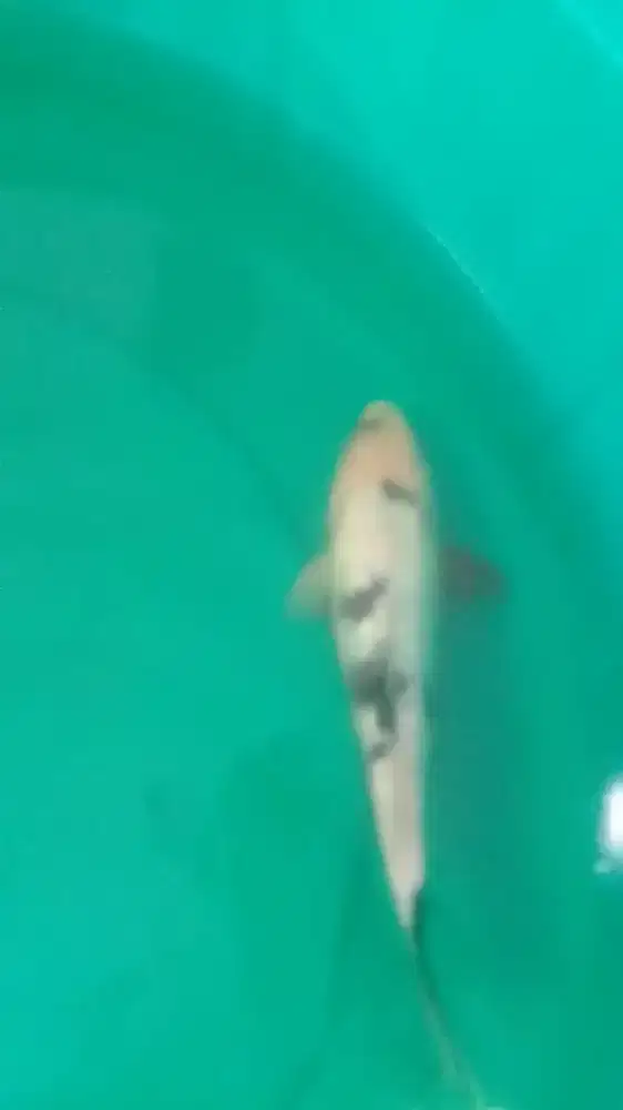 Ikan koi Showa Ginrin 28cm Bagus Original