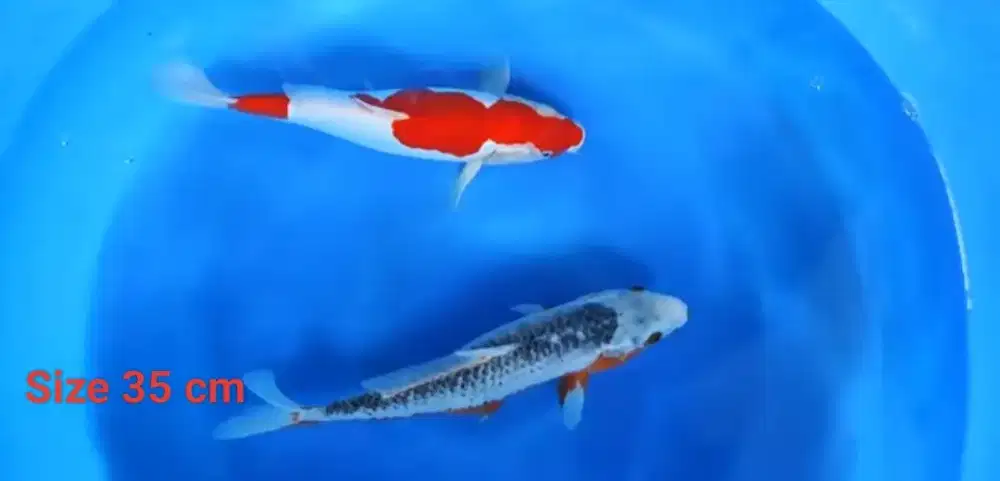 Ikan koi blitar