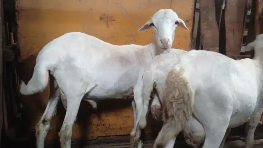 kambing untuk aqiqah qurban dan syukuran