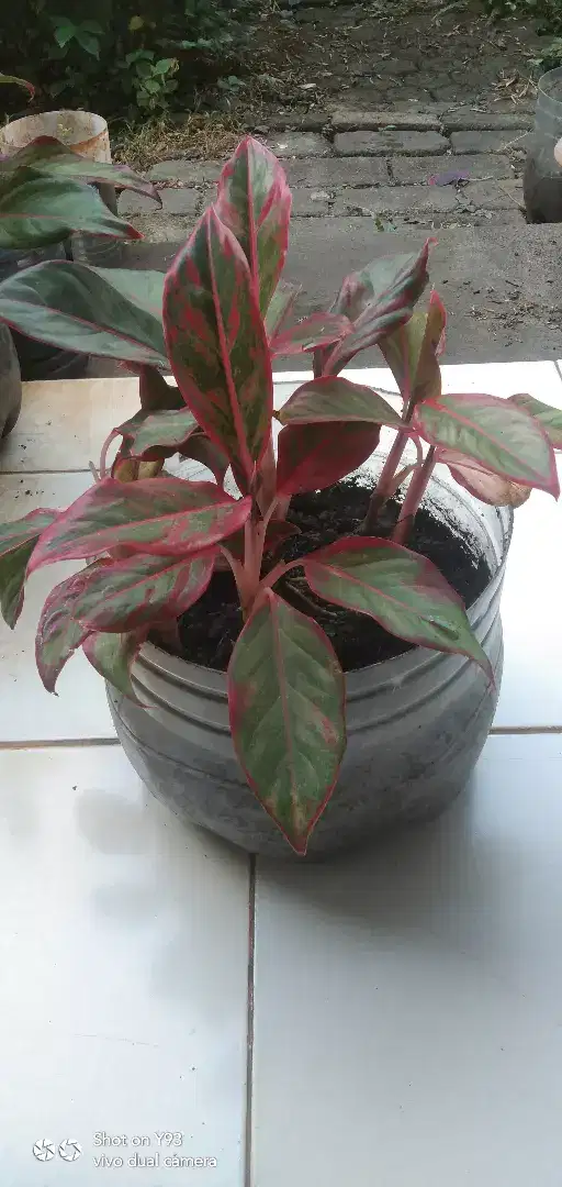 Aglaonema Lipstik