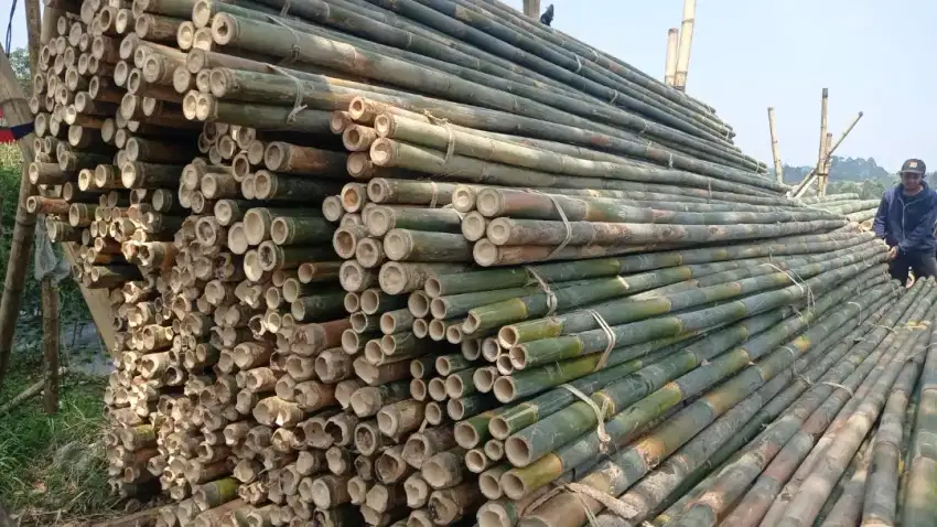 Bambu steger 6m