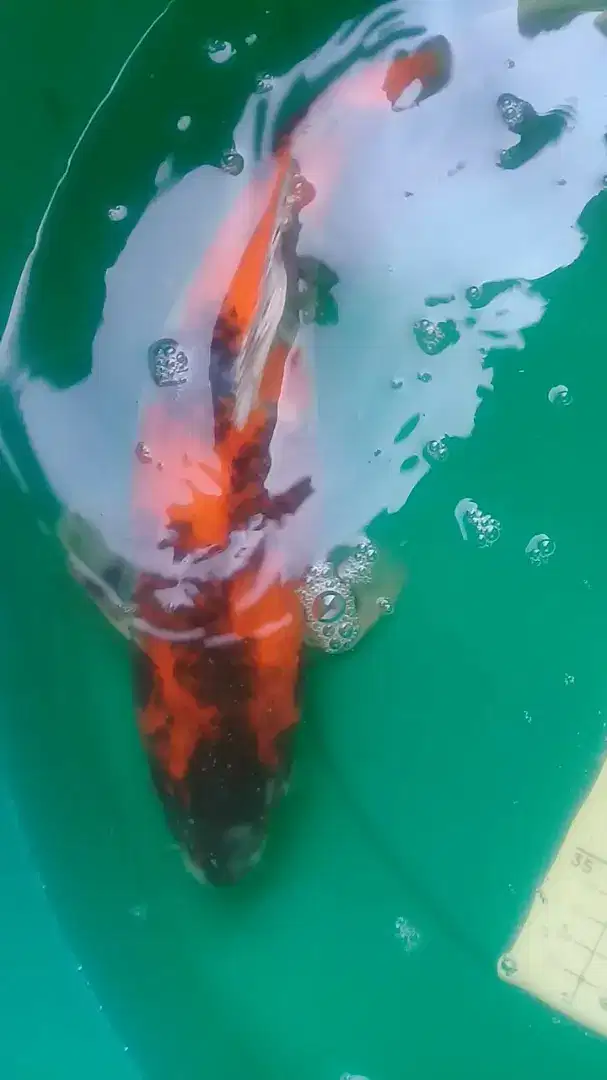 Ikan koi Kage Showa 43cm sangar