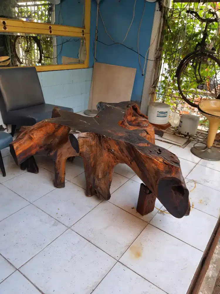 AKAR BESAR POHON MAHONI TUA