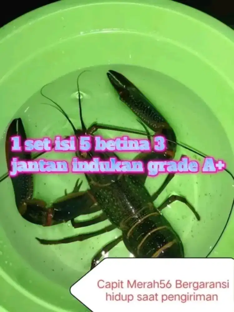 Indukan 6 inch super per ekor