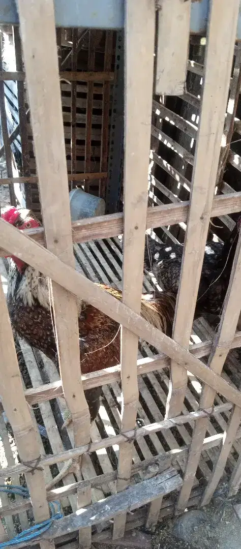 Ayam Bangkok dan anaknya