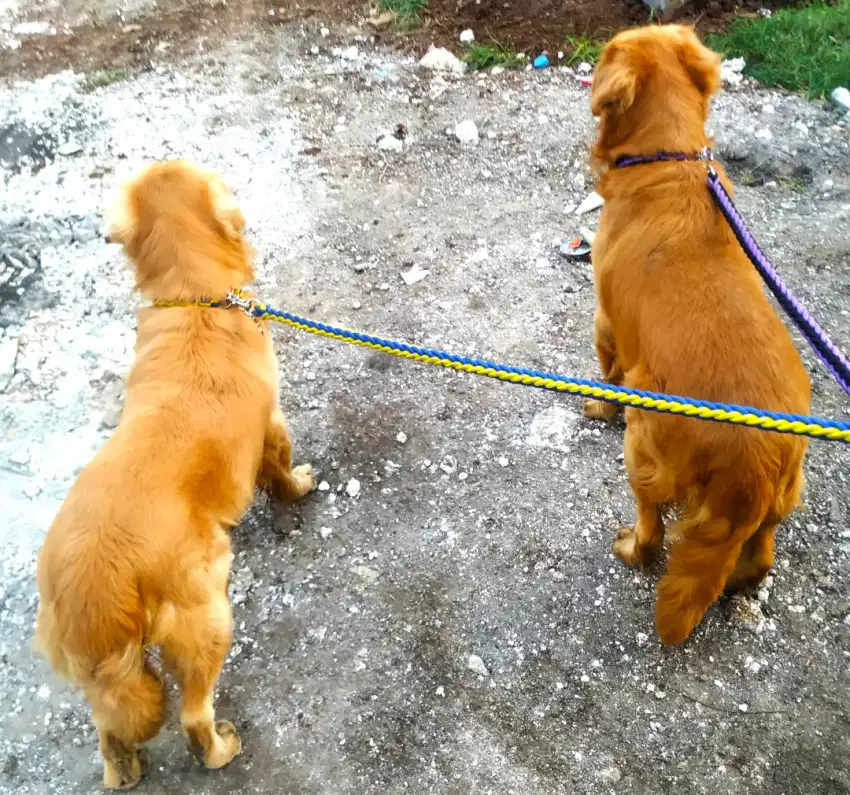 Golden Retriever Buat Pacak
