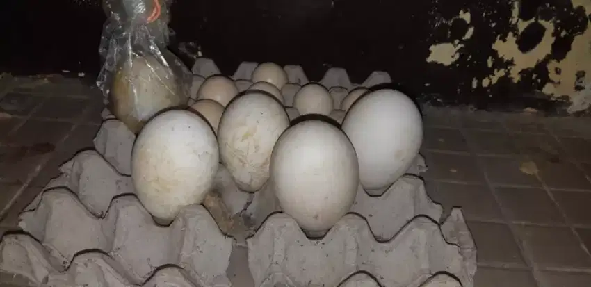 Telur angsa soang banyak