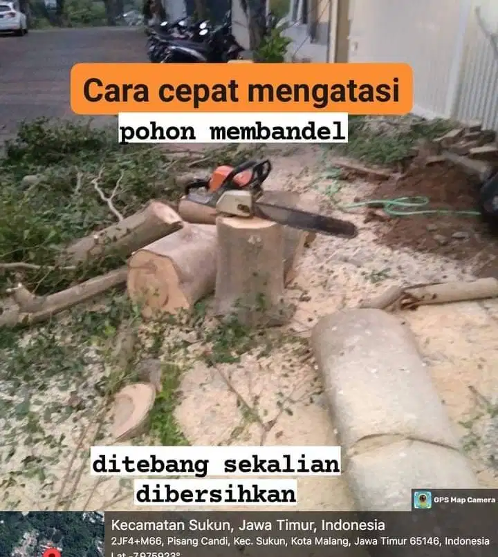 tebang pohon cepat