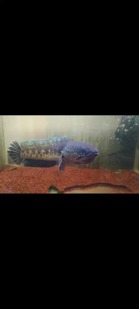 Auranti size 30cm up