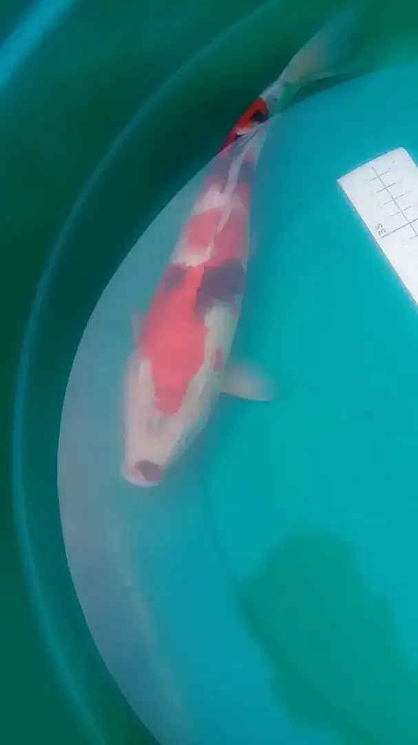 Ikan koi Showa pola lucu 35cm merah