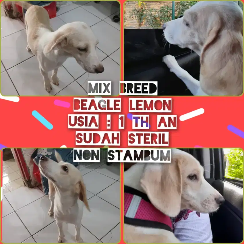 Beagle lemon mix breed betina sudah steril usia 1 th an