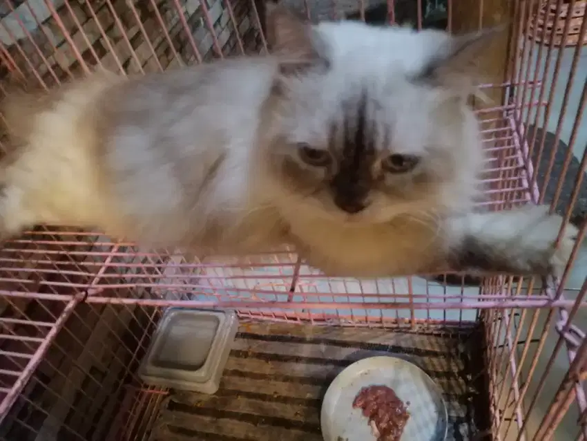 Kucing Himalaya Jantan usia 1 tahun