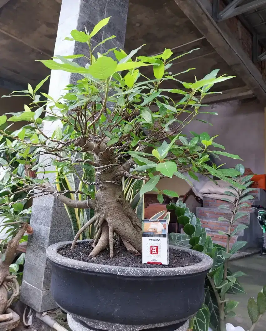 Bonsai loa medium