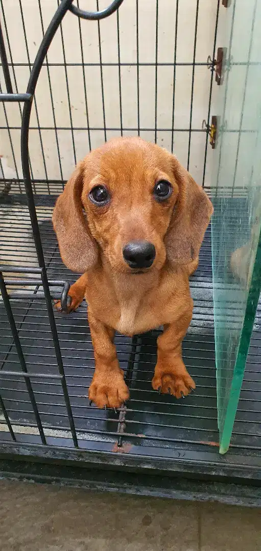 Anak Anjing Tekel Dachshund female red tan (stanbum microchips vaksin)