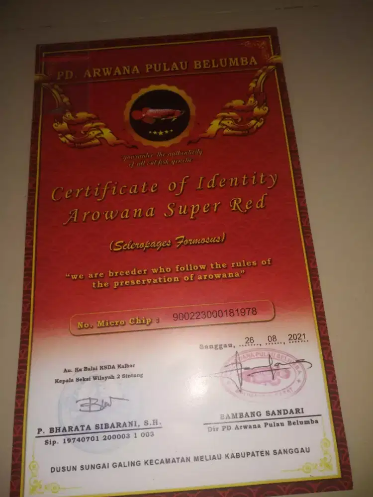Sertifikat Chip arwana super red,, ikannya mati..