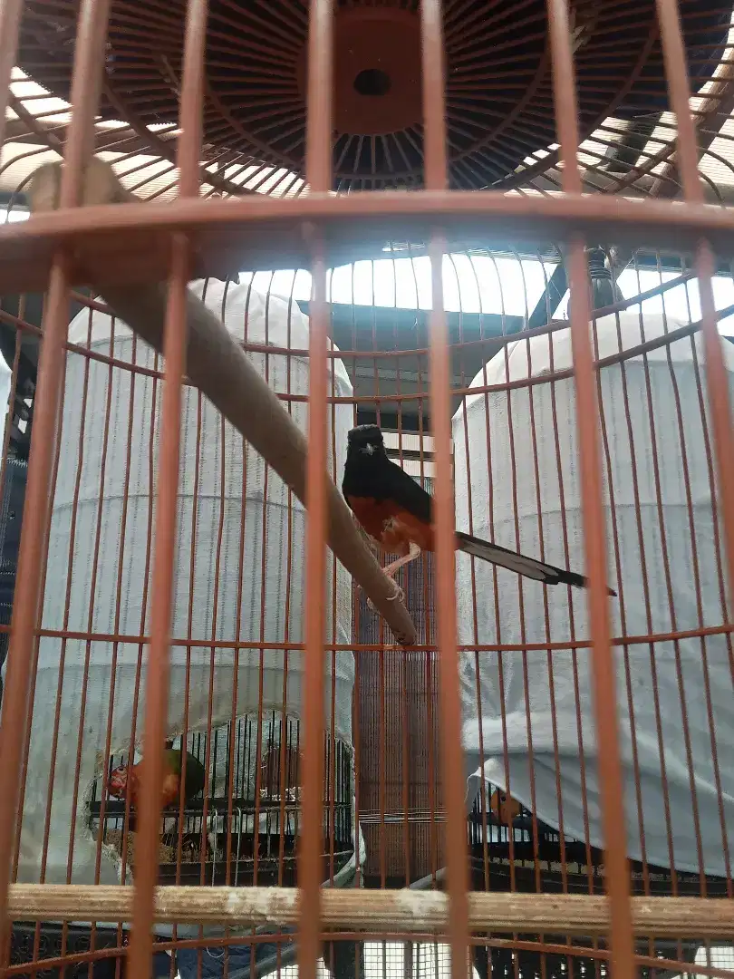 Burung Murai Batu MH Pastol