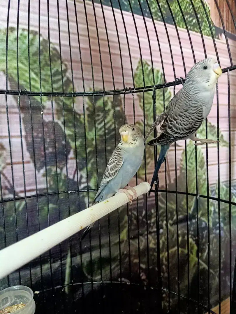 Sepasang burung parkit mutasi grey kualitas super