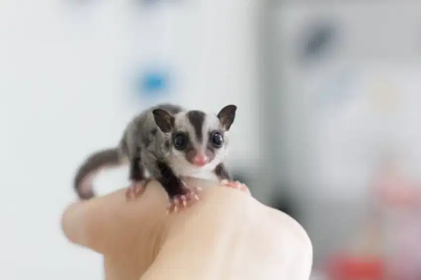 Sugar Glider Clasic Female