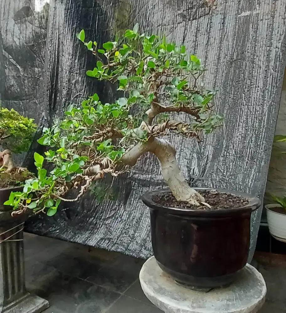 Bonsai Pusu Batu