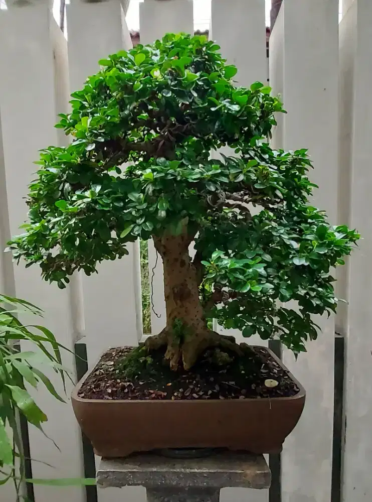 Bonsai Hokiante Bunga