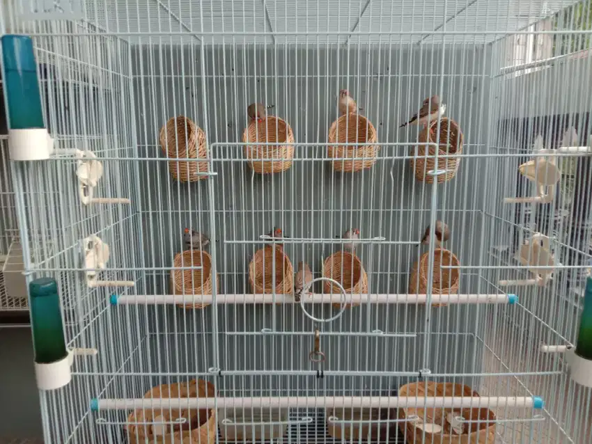 Jual burung zebra finch burung emprit australia murah aja burung hias