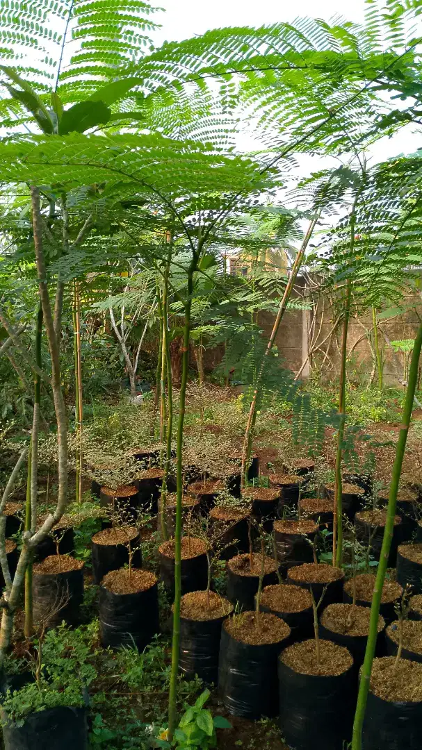 Pohon solobium pakis