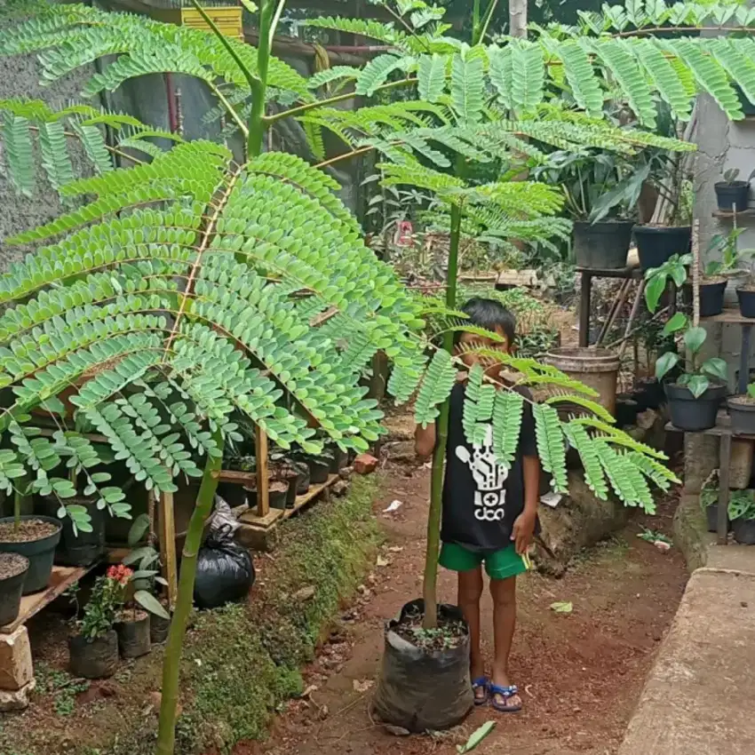 Tanaman pakis solobium
