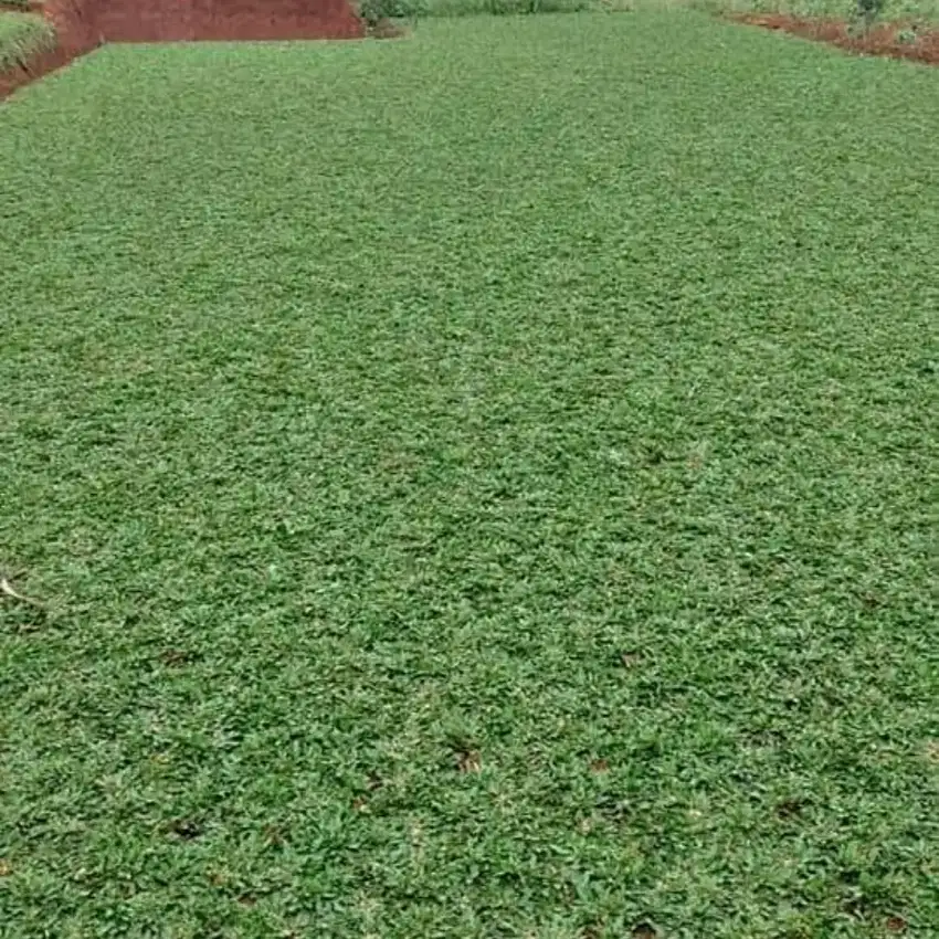 Jual rumput gajah mini