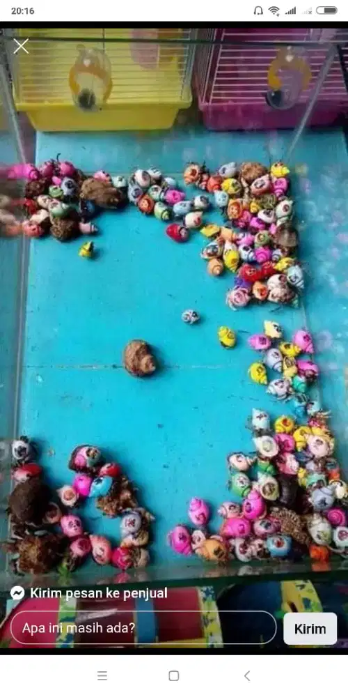 kelomang warna - warni