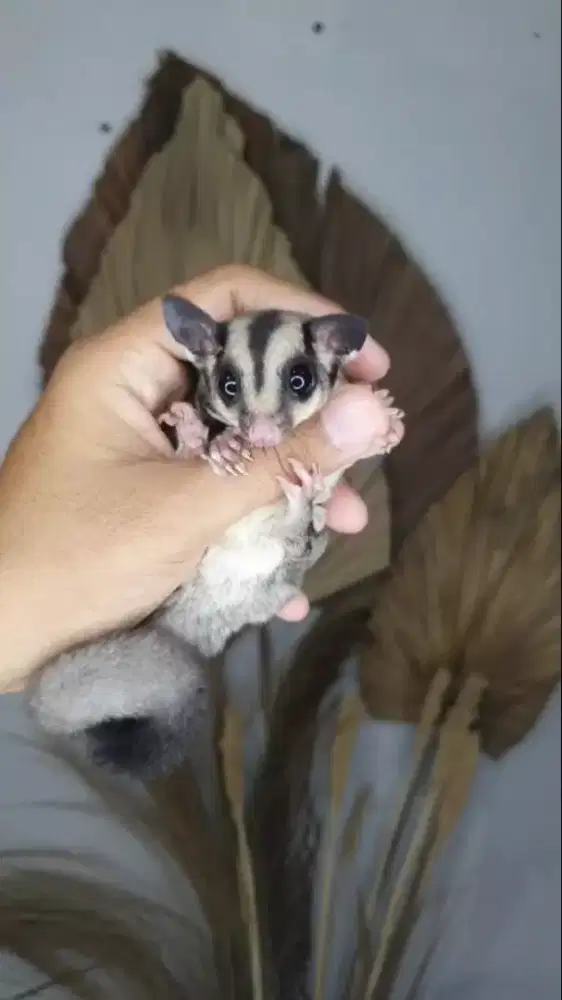 Sugar glider umur 1-3 bulan jinak