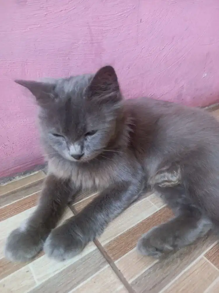 Adopsi kucing persia