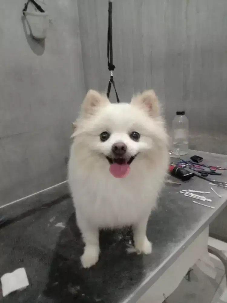 Grooming panggilan kerumah mandiin kucing dan anjing