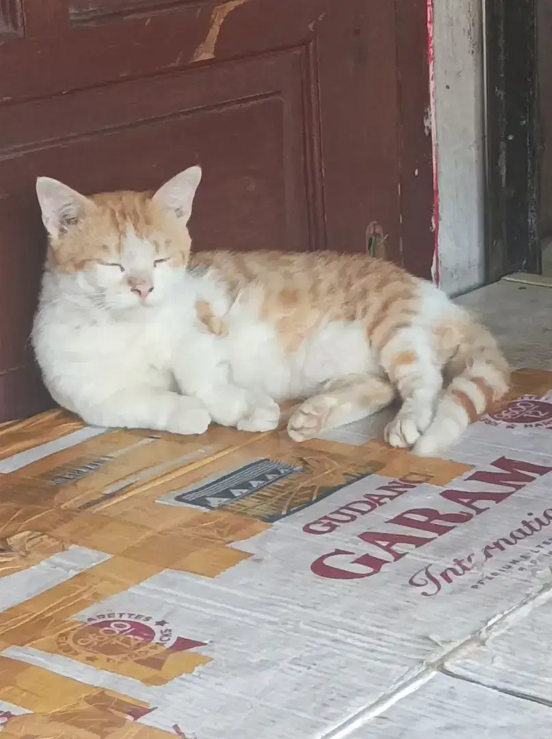 Kucing Munchkin jantan free indukan american curl