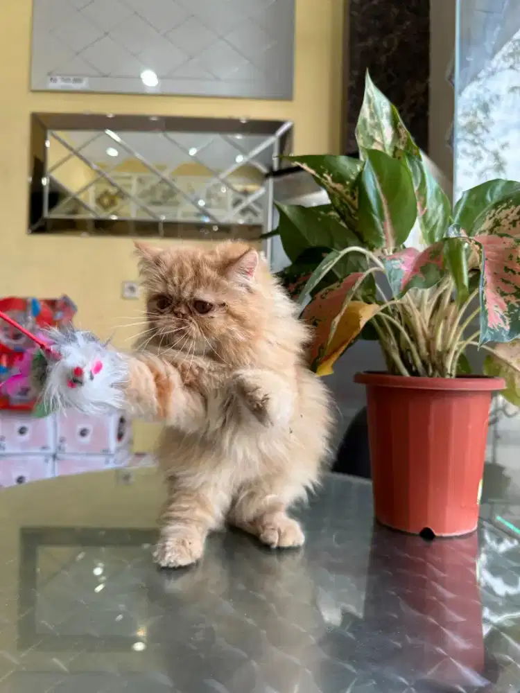 Kucing Persia peaknose betina