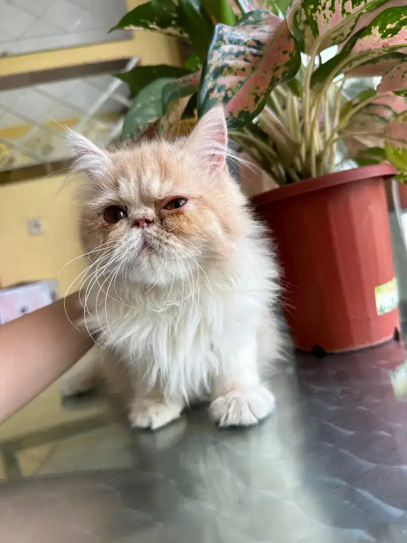 Kitten Persia jantan