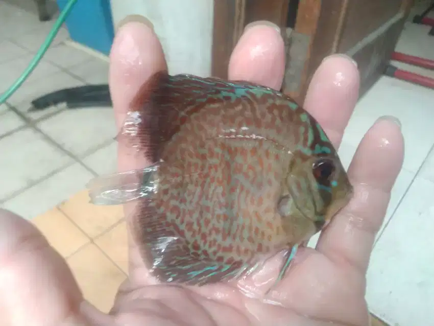 BORONGAN 6 ek Discus 12-13 cm