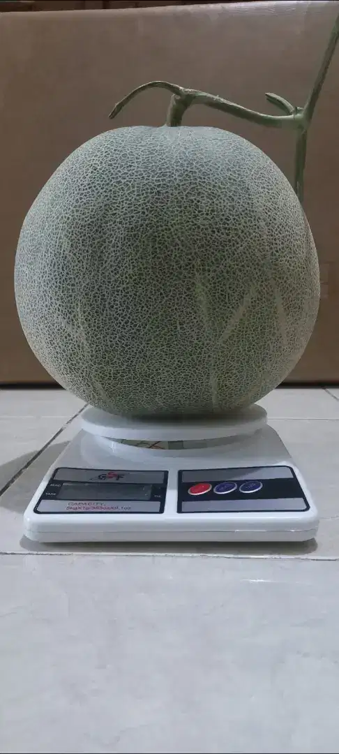 MELON jenis ROCK MELON
