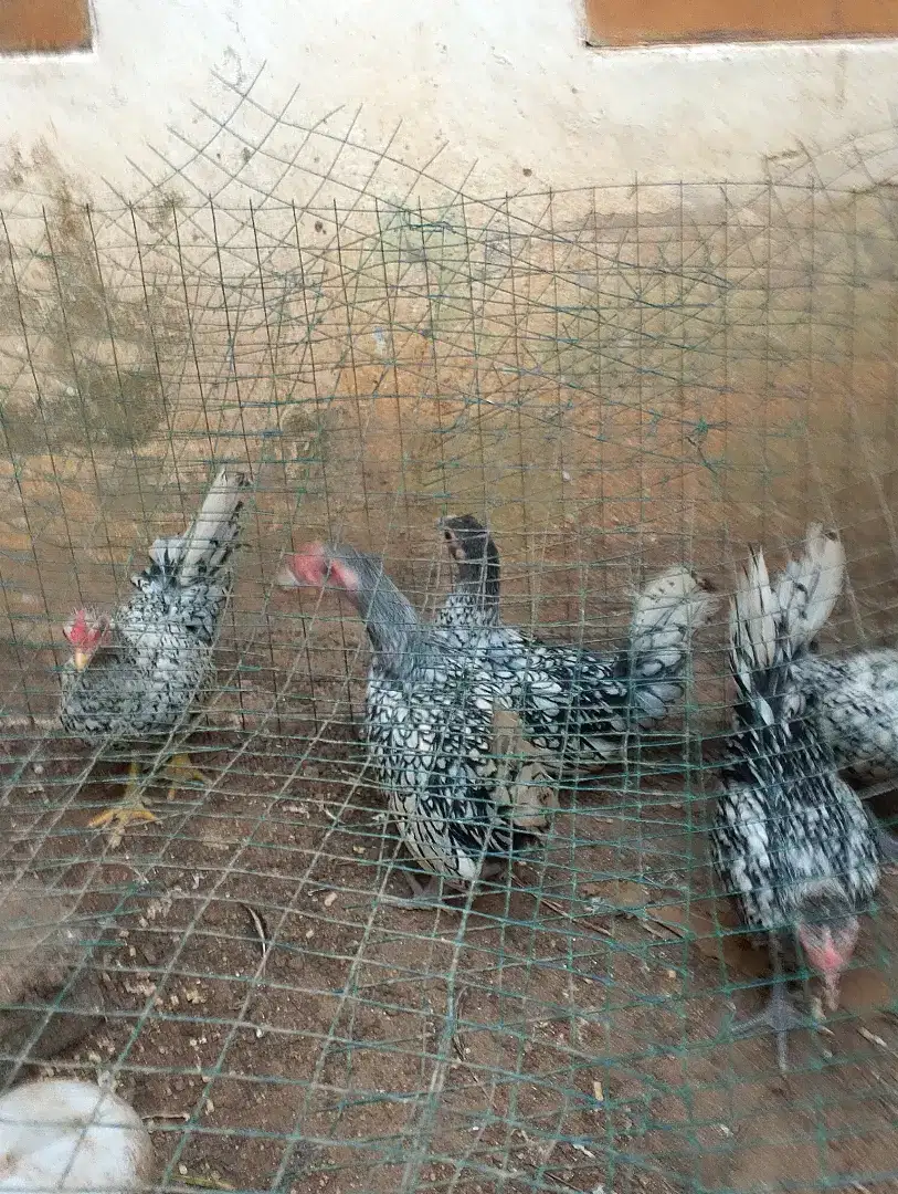 Ayam batik italia remaja umur 10bulan